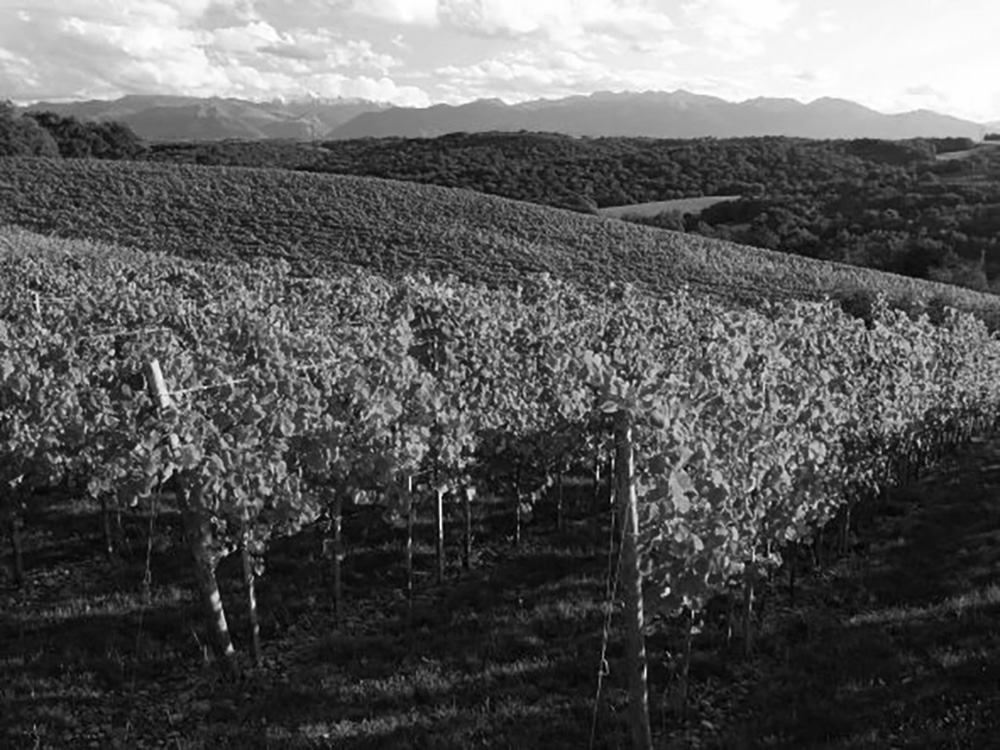 Domaine Castéra