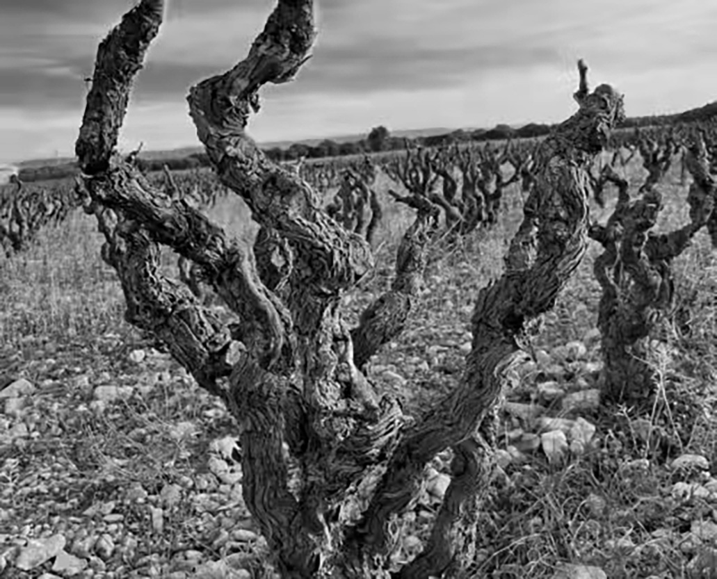 Pascal Chalon